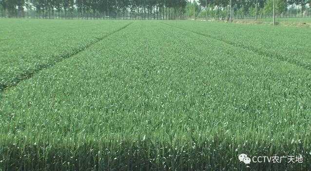 种好冬小麦，视频来支招：晚播不减产的田间秘诀