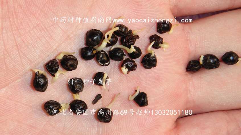 种好射干有诀窍 老农教你多赚钱 种好射干有诀窍 老农教你多赚钱