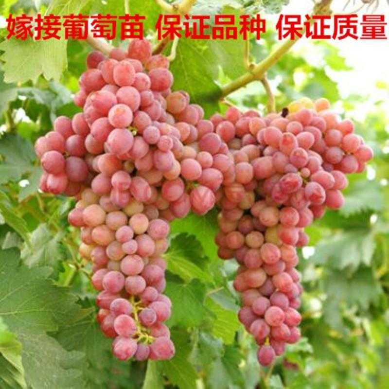 种好甜蓝宝石葡萄 把月光之泪变成口袋里的宝石