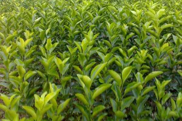 种沙糖桔的秘诀:想让果子甜又多,这些门道你得懂 种沙糖桔的秘诀:想让果子甜又多,这些门道你得懂