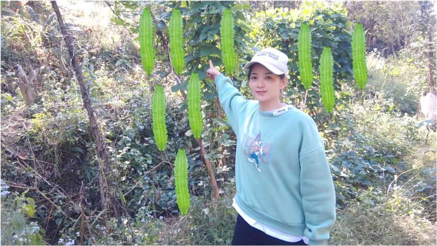 种皇帝豆不犯愁，老把式教你从入门到丰收-第1张图片-正海烽科技 - 领先的只能推广行业，智能制造解决方案提供商