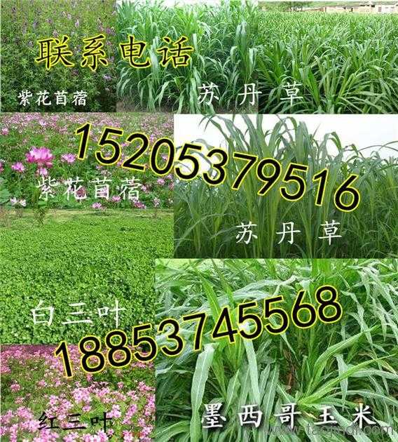 种草养兔实战经：从零开始打造你的兔草乐园