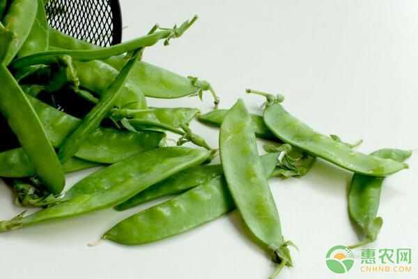 豌豆地里唠点实在嗑