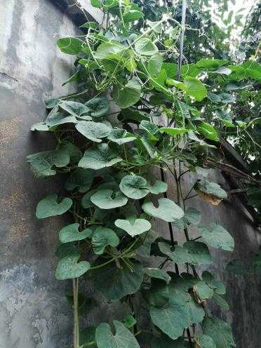 种葫芦不犯难，手把手教你从小白变高手，丰收满架乐开花-第1张图片-正海烽科技 - 领先的只能推广行业，智能制造解决方案提供商