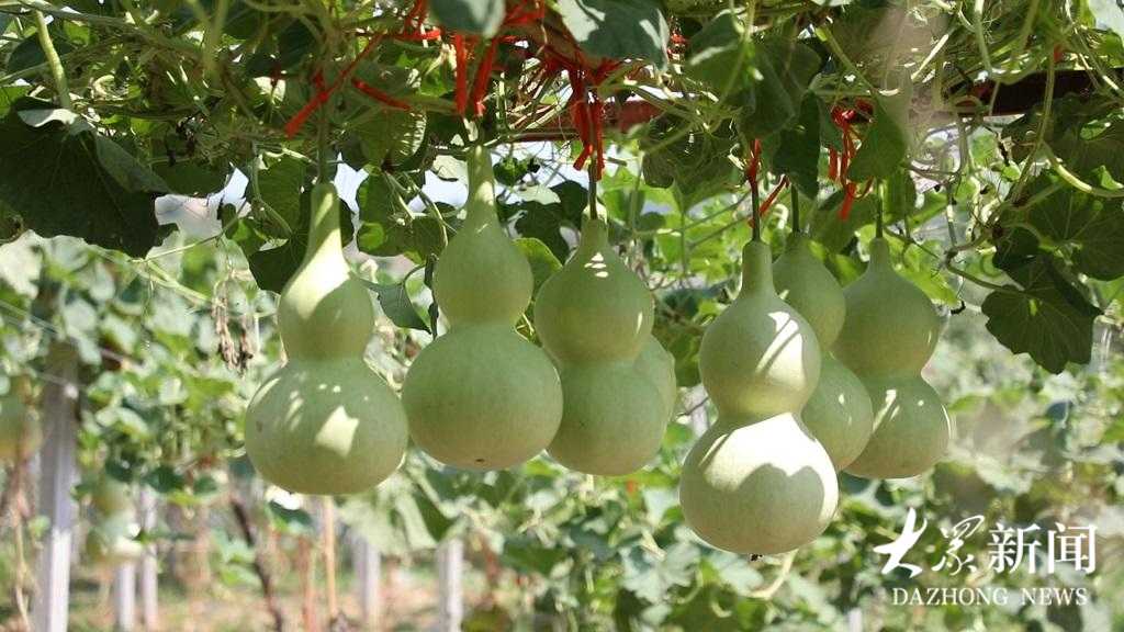 种葫芦不犯难，手把手教你从小白变高手，丰收满架乐开花-第2张图片-正海烽科技 - 领先的只能推广行业，智能制造解决方案提供商