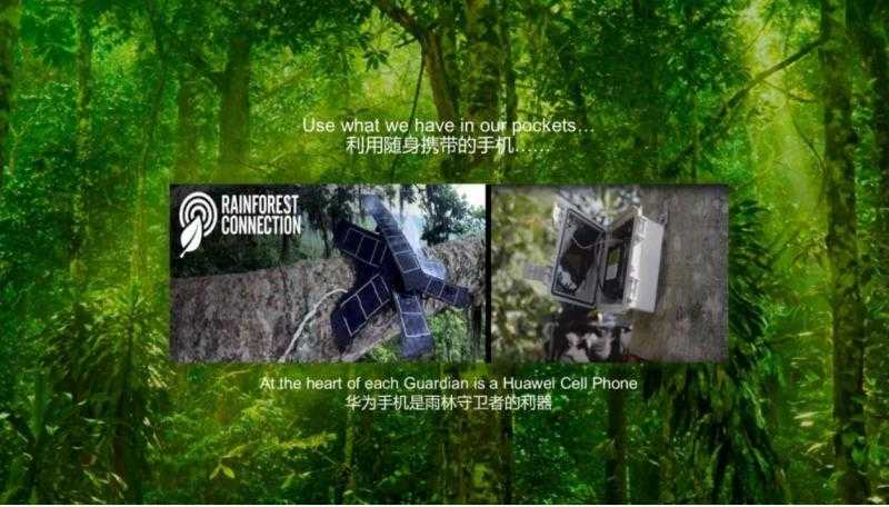 科技守护绿色家园:当人工智能遇上古老森林 科技守护绿色家园:当人工智能遇上古老森林