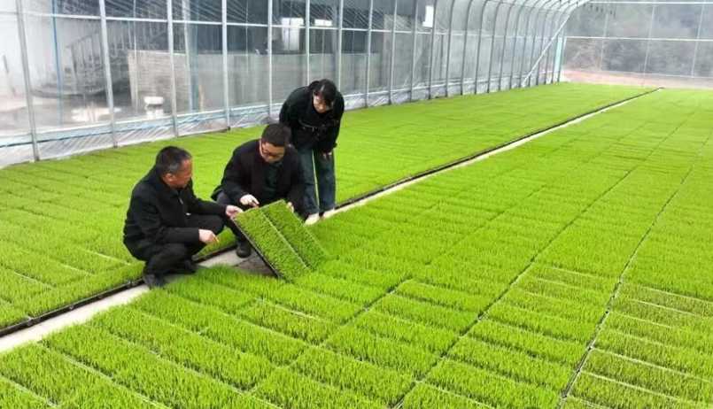 秧苗住进智能工厂，农民告别靠天吃饭