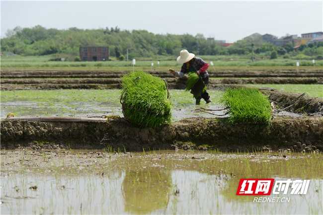 秧苗住进智能工厂，农民告别靠天吃饭