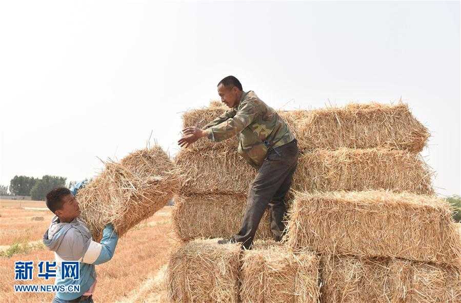 秸秆变肉有妙招，养殖户直呼得劲儿