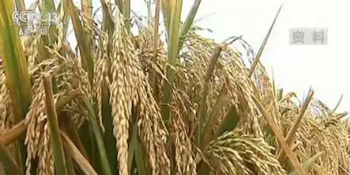 稻田里也能种出好莲藕？这套技术视频手把手教你