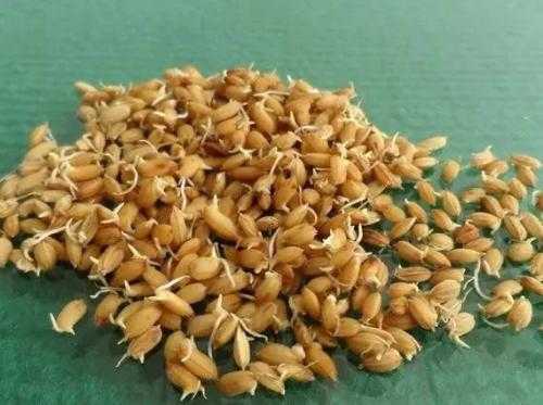 稻种催芽：老把式教你咋让种子蹦出芽儿来
