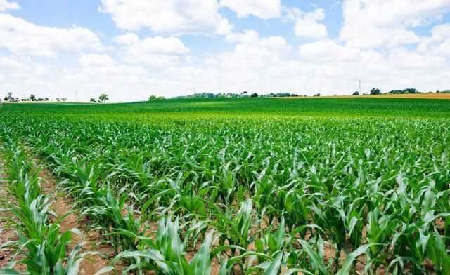 稻田里也能种出好莲藕？这套技术视频手把手教你