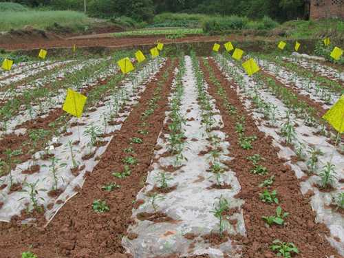 站在草莓园里摘果子不弯腰是啥感觉？立体种植技术带来的新农活