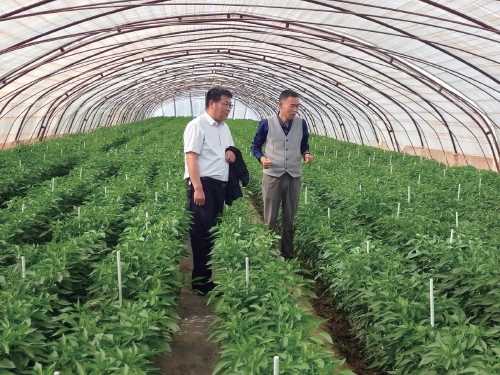 站在草莓园里摘果子不弯腰是啥感觉？立体种植技术带来的新农活