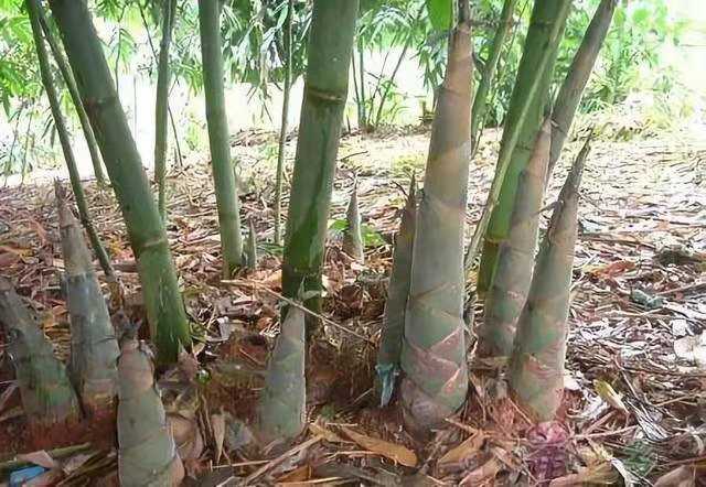 竹笋高产种植有妙招，科学管理效益高