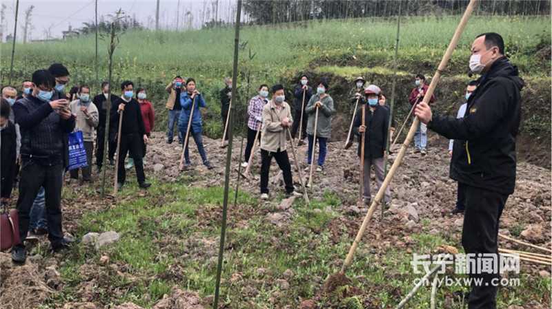 竹笋高产种植有妙招，科学管理效益高