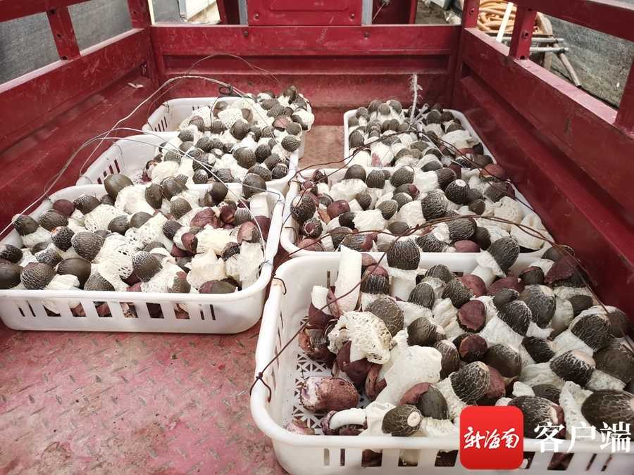 竹荪种植有门道，看了视频才知细节多重要-第1张图片-正海烽科技 - 领先的只能推广行业，智能制造解决方案提供商