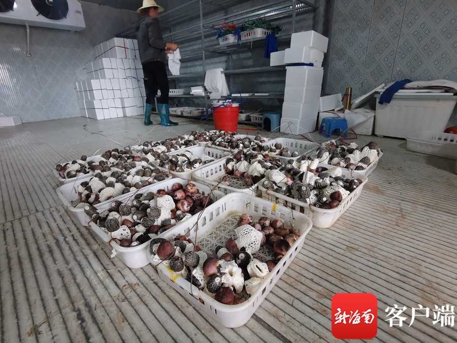 竹荪种植有门道，看了视频才知细节多重要-第2张图片-正海烽科技 - 领先的只能推广行业，智能制造解决方案提供商