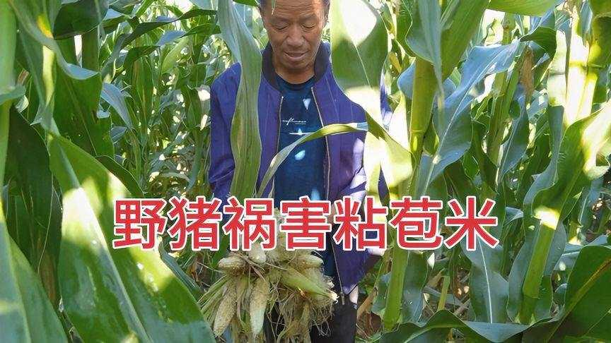 粘玉米种植手艺大公开保你丰收乐开怀-第1张图片-正海烽科技 - 领先的只能推广行业，智能制造解决方案提供商