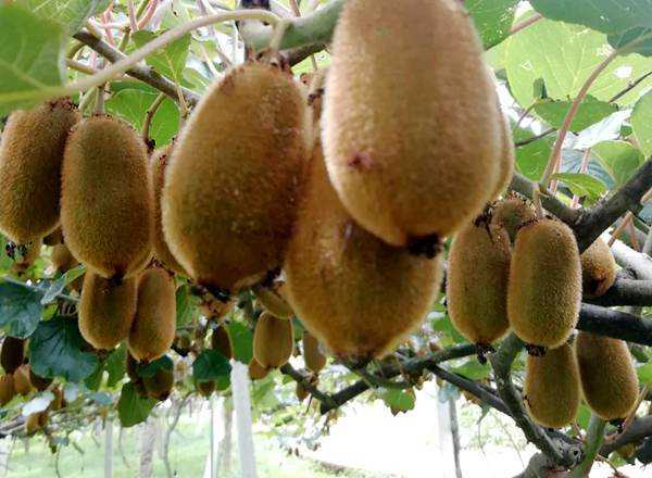 红心猕猴桃种植经 从选苗到丰收的实用指南 红心猕猴桃种植经 从选苗到丰收的实用指南