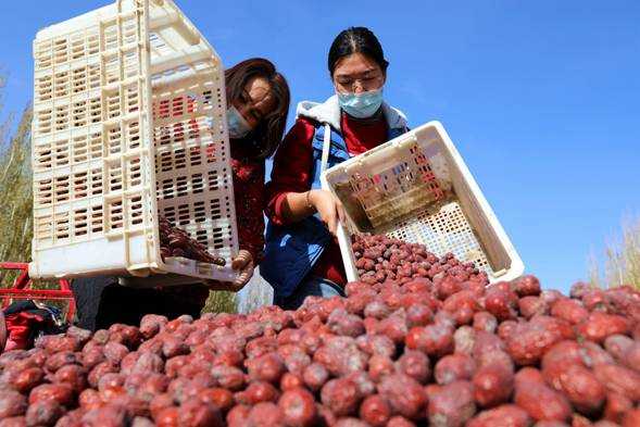 红枣施肥有讲究，老枣农地头传授全年管理经