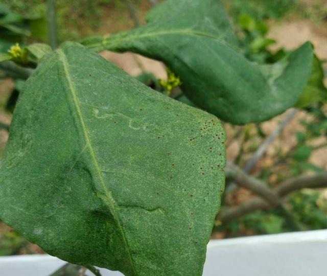 红桔栽培秘诀全解读：从古法传承到现代管理，让你的桔园效益翻番