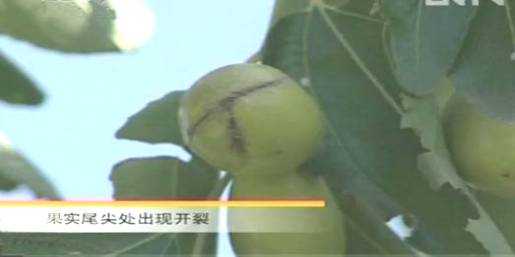 红枣施肥有讲究，老枣农地头传授全年管理经