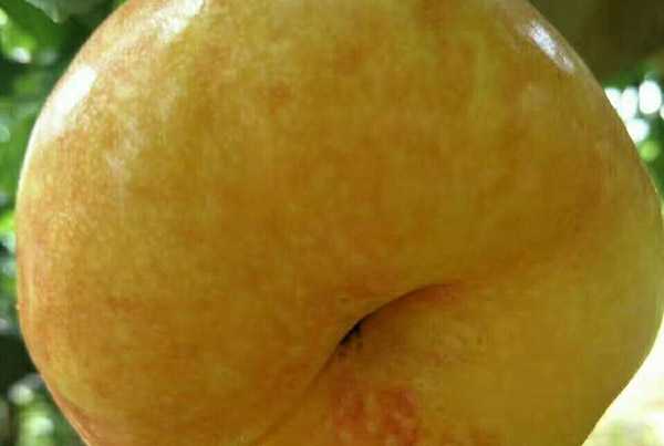 红桔栽培秘诀全解读：从古法传承到现代管理，让你的桔园效益翻番