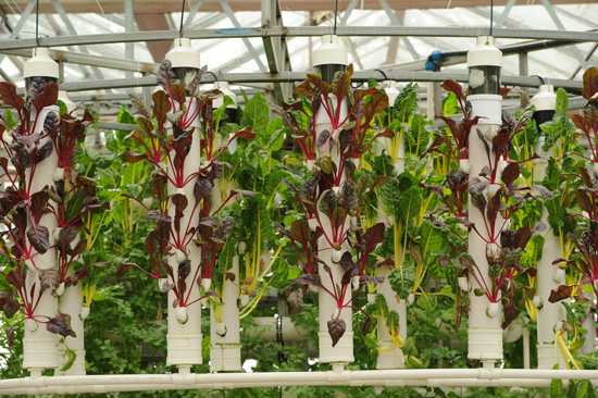 红甜菜种植全攻略 从选地到收获的实用技巧 红甜菜种植全攻略 从选地到收获的实用技巧