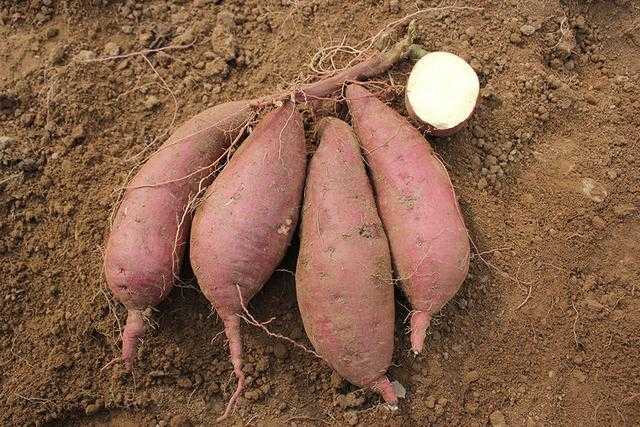 红薯下蛋老把式，土里刨金新门道