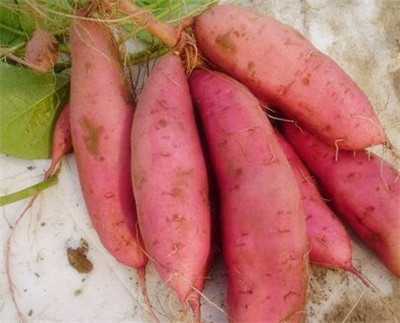 红薯下蛋老把式，土里刨金新门道