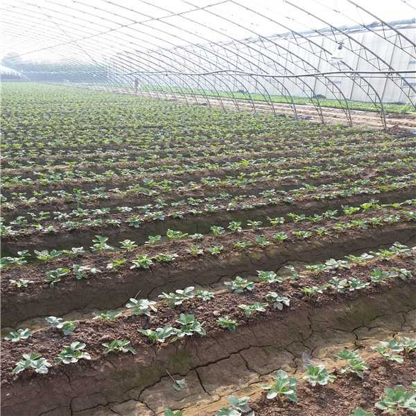 红颜草莓育苗那些事儿，老把式教你避开这些坑-第2张图片-正海烽科技 - 领先的只能推广行业，智能制造解决方案提供商