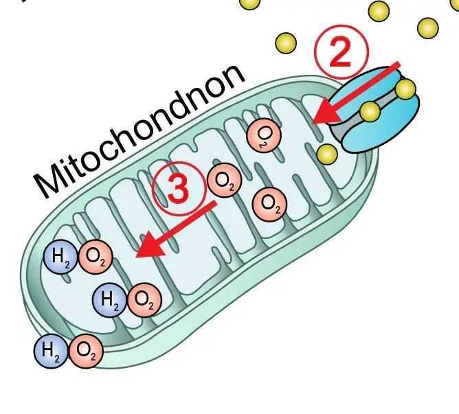 细胞AI让生命奥秘看得见摸得着，咱们离数字生命还有多远