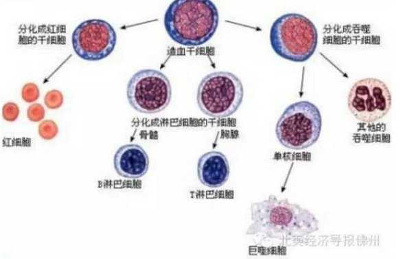 细胞克隆化那些事儿：从基础操作到前沿突破