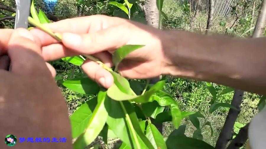 给果树做“外科手术”：手把手教你嫁接全流程-第1张图片-正海烽科技 - 领先的只能推广行业，智能制造解决方案提供商