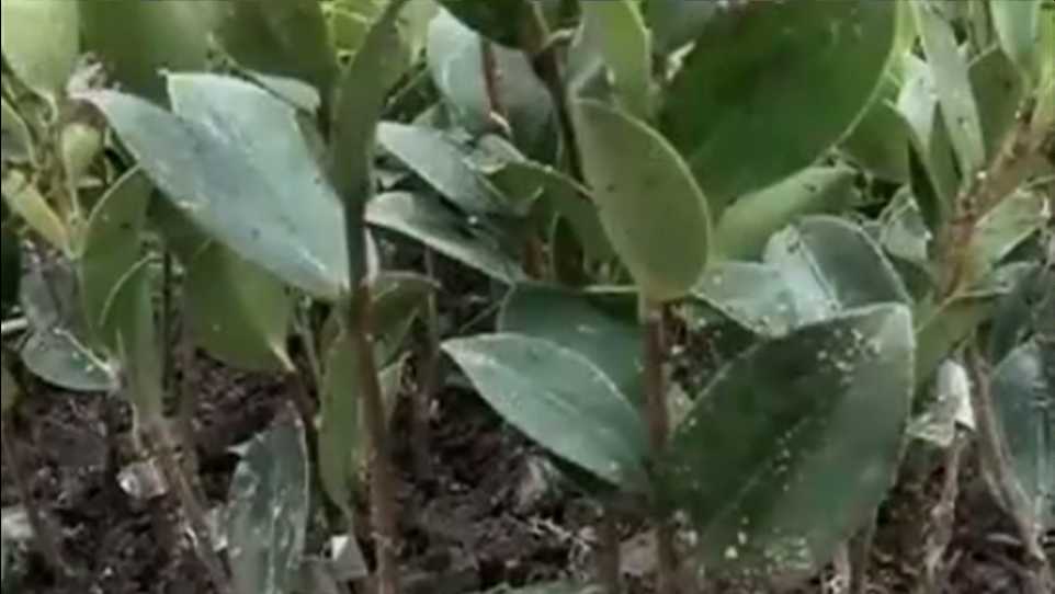 给果树做“外科手术”：手把手教你嫁接全流程-第2张图片-正海烽科技 - 领先的只能推广行业，智能制造解决方案提供商