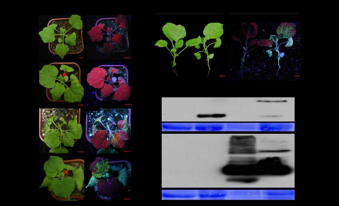 给细胞装上绿色小灯泡:EGFP技术如何照亮生命科学的微观世界 给细胞装上绿色小灯泡:EGFP技术如何照亮生命科学的微观世界