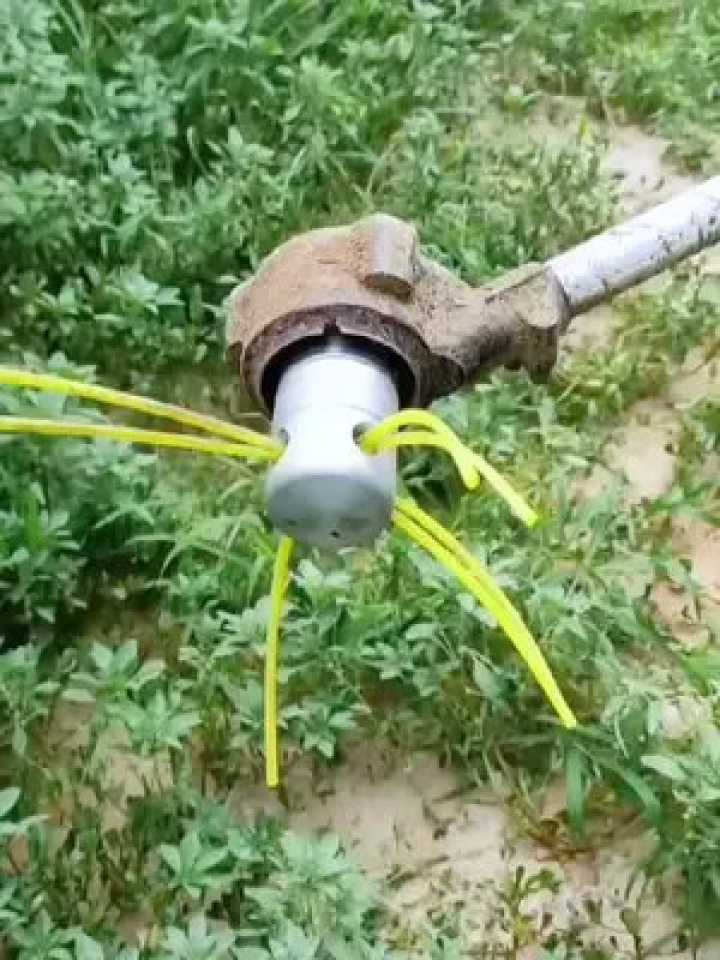 老农带你摸透苦参种植的门道，从选地到收成全程干货