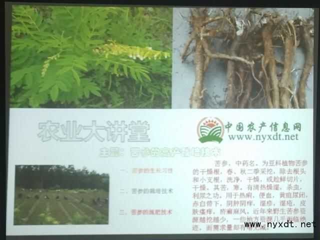 老农带你摸透苦参种植的门道，从选地到收成全程干货