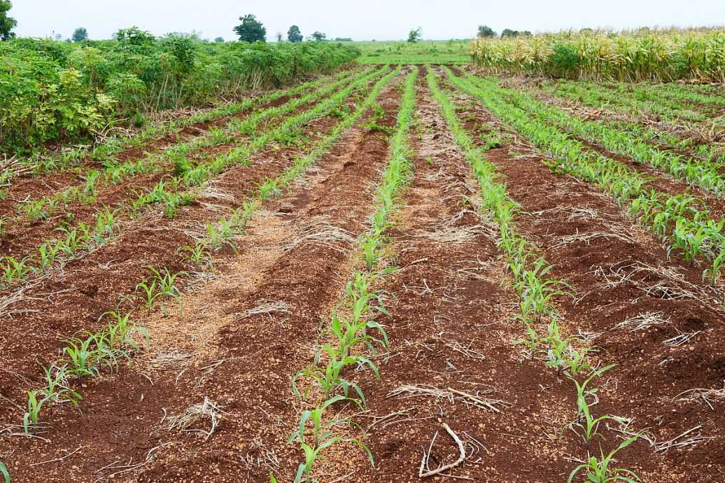 老外收红薯技术大起底：从地里到海外的高科技之旅