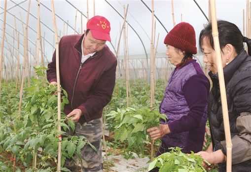 老张的烦恼:大棚西红柿施肥那些事儿 老张的烦恼:大棚西红柿施肥那些事儿