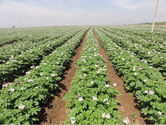 老旱塬上的新“膜”法——甘肃双垄沟播技术让黄土生金