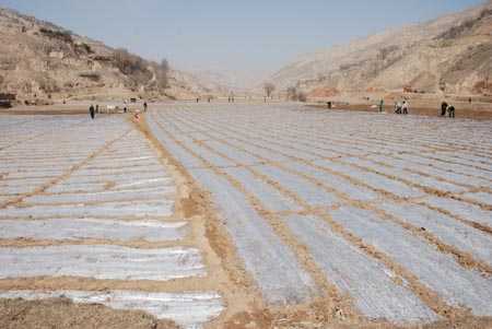 老旱塬上的新“膜”法——甘肃双垄沟播技术让黄土生金