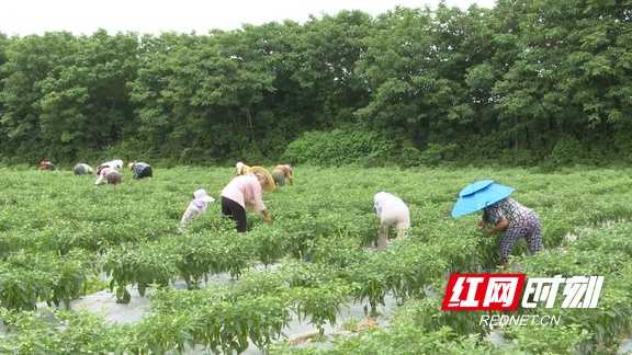 耒阳辣椒种植的那些门道，老农手把手教你几招