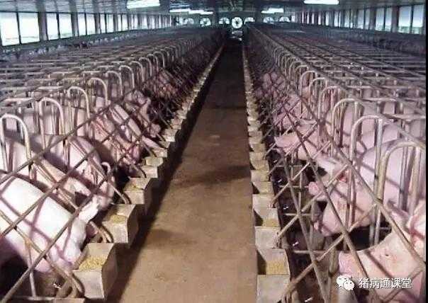 聊一聊建猪舍的那些门道和讲究-第1张图片-正海烽科技 - 领先的只能推广行业，智能制造解决方案提供商