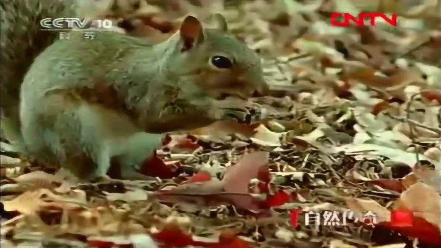 聊聊松鼠AI系统停用这事儿，咱们用户该咋整