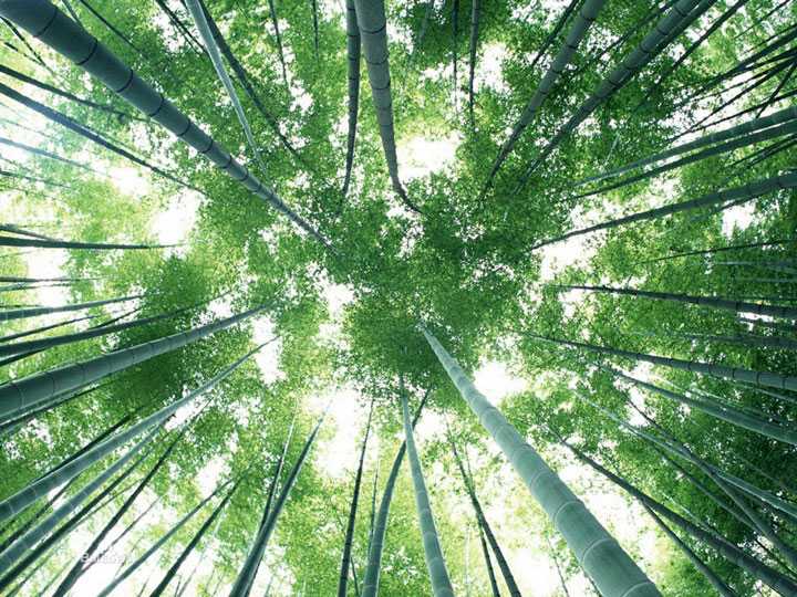 聊聊竹林浪客怎么把杂乱内容理得头头是道