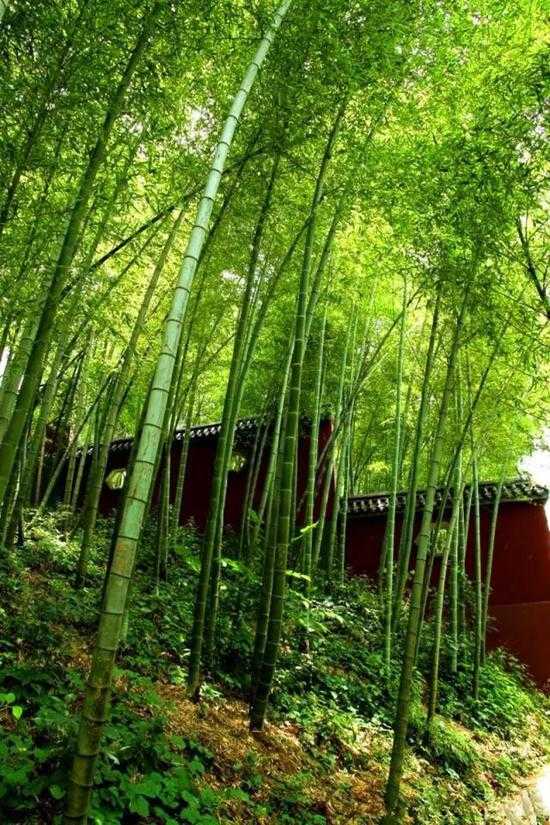 聊聊竹林浪客怎么把杂乱内容理得头头是道