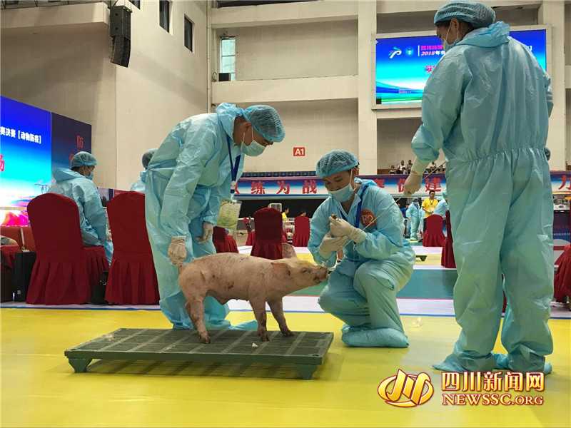 聊聊马匹采血那些事儿：技术、门道与真心话