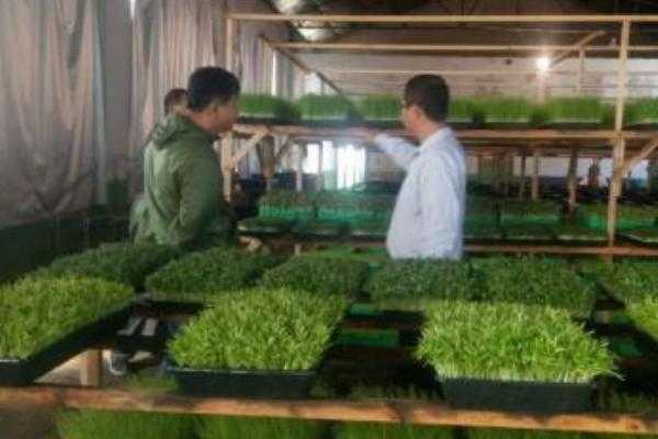 自家发绿豆芽，咋整才能又粗又嫩还不烂根？